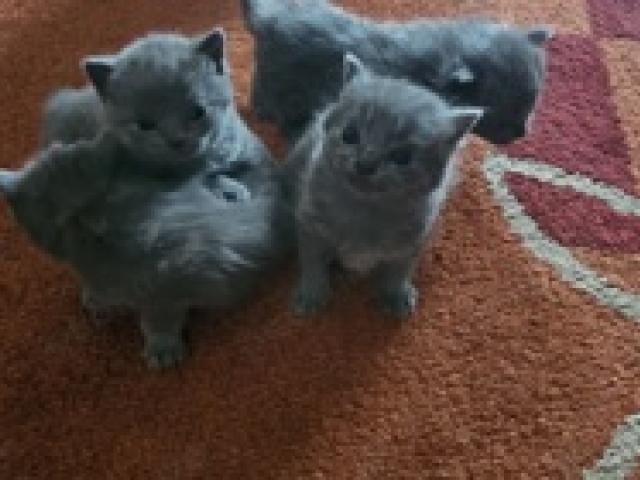 Bkh Katzen babys - 1